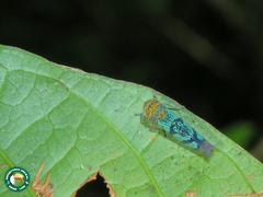 Amblyscarta invenusta