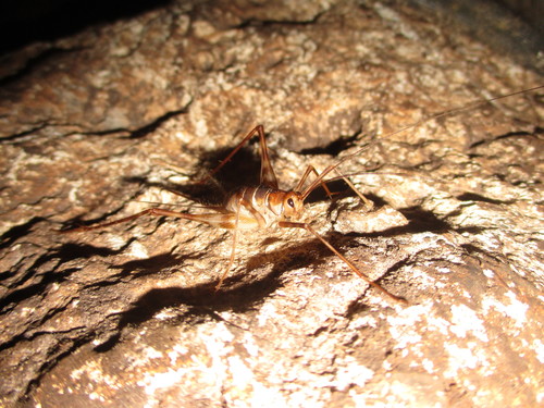 Grillo yucateco