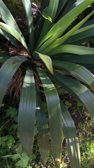 Yucca rupicola