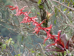 Tillandsia guatemalensis