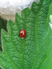 Adalia bipunctata