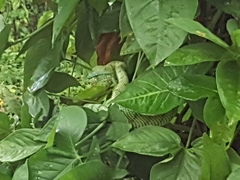 Tropidolaemus subannulatus