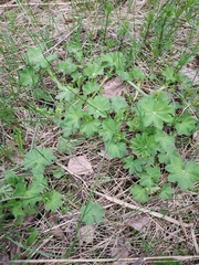 Alchemilla lindbergiana