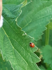 Adalia bipunctata
