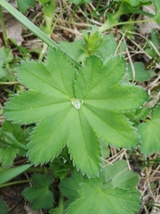 Alchemilla lindbergiana