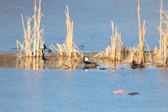 Lophodytes cucullatus