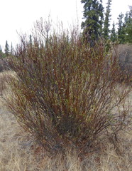 Salix pulchra