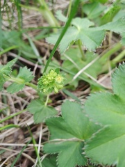 Alchemilla lindbergiana