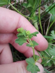 Alchemilla lindbergiana