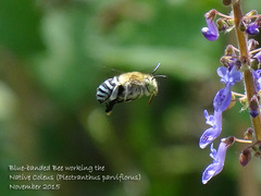 Amegilla cingulata