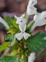 Lamium bifidum