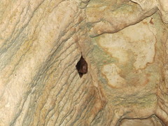 Peropteryx macrotis