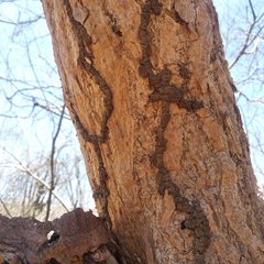 Gyrocarpus jatrophifolius