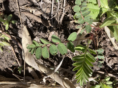 Astragalus canadensis