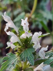 Lamium bifidum