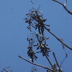 Gyrocarpus jatrophifolius