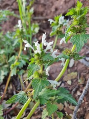 Lamium bifidum
