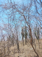 Gyrocarpus jatrophifolius