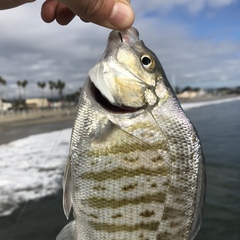 Amphistichus argenteus