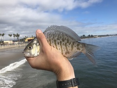 Amphistichus argenteus