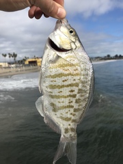 Amphistichus argenteus