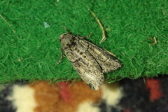 Cryphia fraudatricula