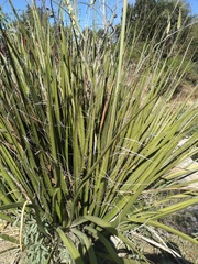 Nolina cespitifera