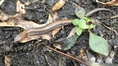 Plethodon dorsalis