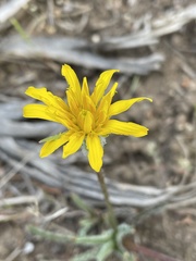 Nothocalais troximoides