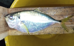 Chloroscombrus orqueta