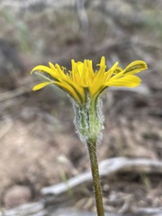 Nothocalais troximoides