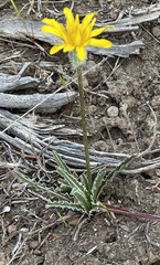 Nothocalais troximoides