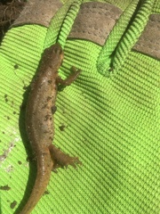 Pleurodelinae