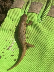 Pleurodelinae