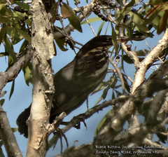 Ixobrychus flavicollis