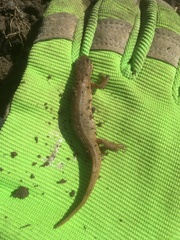 Pleurodelinae