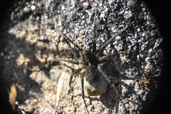 Pardosa vancouveri