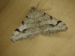 Digrammia denticulata