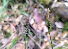 Carex umbrosa
