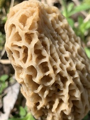 Morchella esculenta