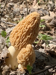 Morchella esculenta