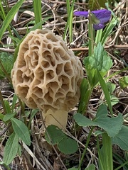 Morchella esculenta