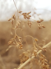 Panicum antidotale