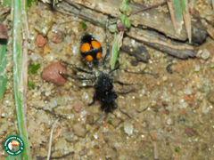 Traumatomutilla quadrinotata