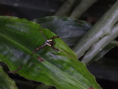 Argiope perforata