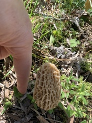 Morchella esculenta