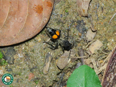 Traumatomutilla quadrinotata