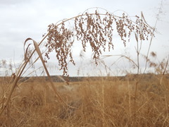 Panicum antidotale