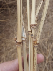Panicum antidotale