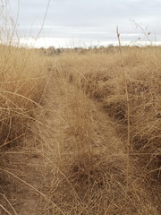 Panicum antidotale